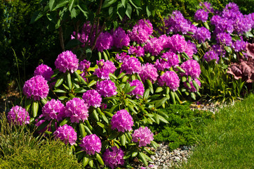 Home garden detail, pink rhododendron plants with green vegetation.
