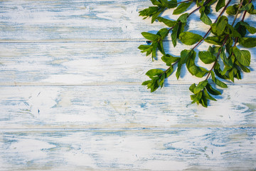 Fresh mint herb on white wooden background. Flat lay herbal concept with copy space