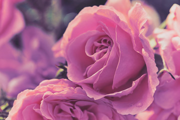 macro color photo of pink roses in a soft style as picture background or greeting cards