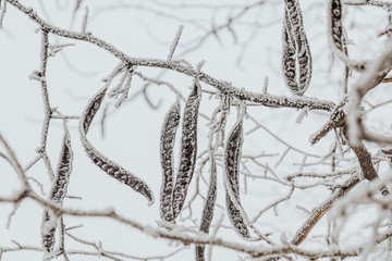 Fruit of the honey locust flat legume (pod) covered with hoarfrost.