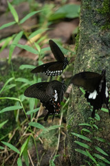 Black and White Helen butterfly color from Thailand