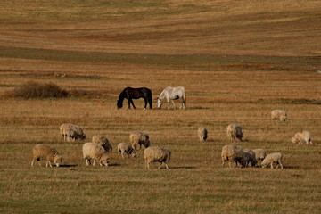 Fototapeta na wymiar Russia. Sheep on the free meadows of the Altai mountains