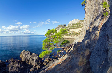 Relict pine at the mountain path over the sea. Crimea.