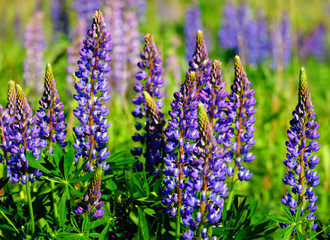 Obraz premium Flowering lupins
