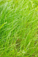 Fresh green grass with dew.Natural green herbal background. Spring season. Summer nature. Abstract pattern of water drops on green grass.Ecology concept.