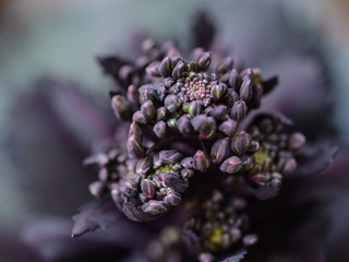 Flor morada, magenta o purpura de la col lombarda,Brassica oleracea var. capitata