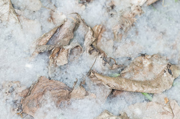 Poplar seeds with their cotton-like appearance cover the forest floor, sometimes covering the plants and leaves around them