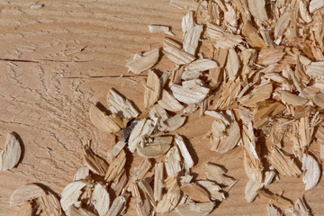 Sawdust after woodworking. Washed waste from wood processing.