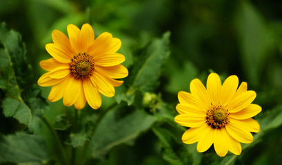 Yellow gerbera