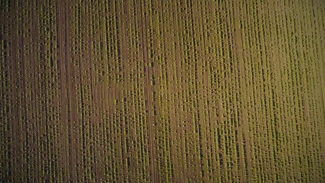 Decrease over even beds of sunflower