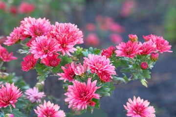 Closeup of red chrysanthemums in autumn garden, annuals. Greenery in city. Chrysanthemums in park.