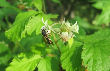 Wasp on raspberry flowers in the garden, closeup