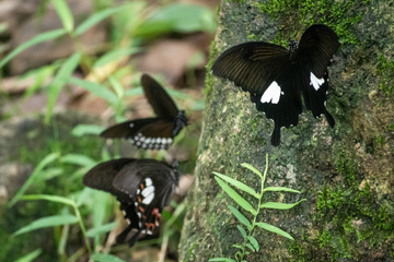 Black and White Helen butterfly color from Thailand