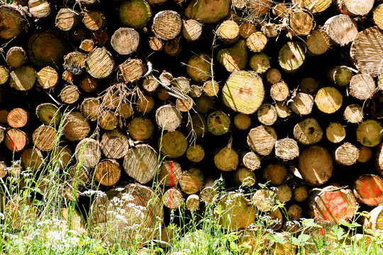 Cuted trees on wild forest background 50,6 Megapixels 6480 with 4320 Pixels