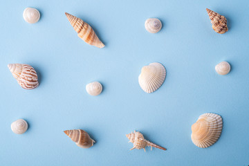 Summer texture pattern copy space spiral seashell top view blue background