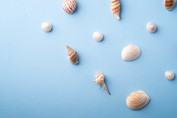Summer texture pattern copy space spiral seashell top view blue background
