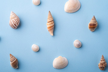 Summer texture pattern copy space spiral seashell top view blue background