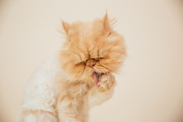 Beautiful persian cat posing for the camera.