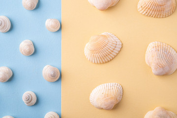 Summer texture pattern copy space seashell top view blue and yellow background