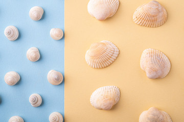 Summer texture pattern copy space seashell top view blue and yellow background