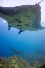 Mantas in Manta Alley, Indonesia