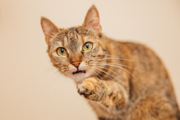 Beautiful tabby cat posing for the camera.