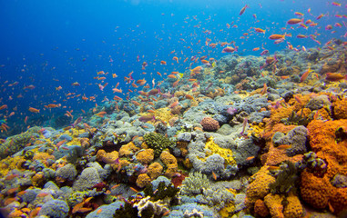 Plakat Beautiful coral reef in Komodo Nationalpark