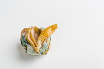ugly onions with mold on white background
