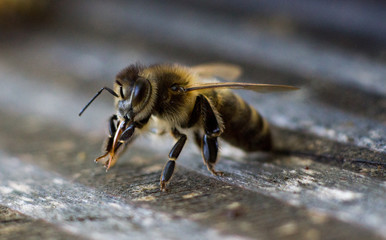 Bee in front of the beehive, close up