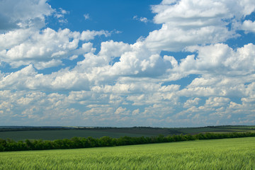 Green wheaten sprouts are in the field and beautiful cloudy. Spring landscape.