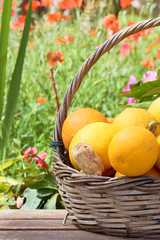 Oranges in a trug in sunshine outdoors.