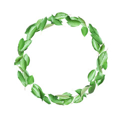 Moving green leaves in a circle on a white background