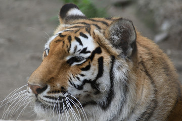portrait of a tiger