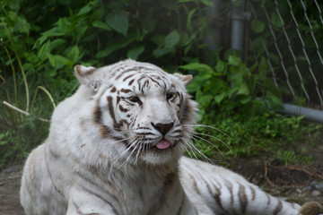 white tiger