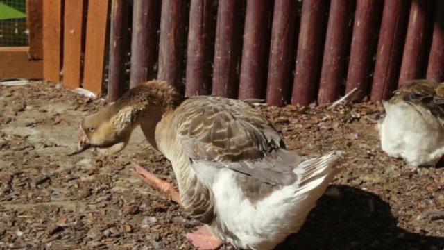 geese Kholmogorsky (anser domesticus) funny scratching foot head.  Real time, outdoor, daytime, medium shot