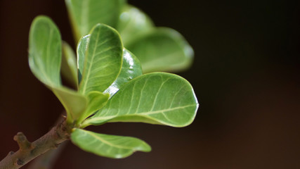 HOJAS VERDES