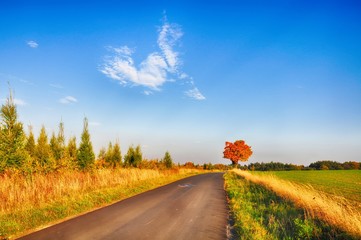 Maple tree with coloured leafs along asphalt road at autumn/fall daylight
