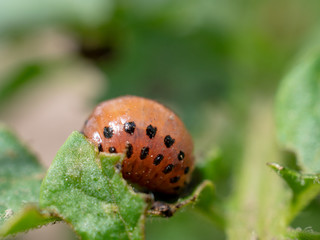 Colorado potato beetle larvae on young potato leaves