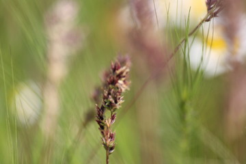 wild plant beautiful garden flowers/ summer flower background