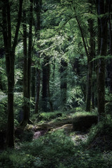 Idless woods cornwall england uk 