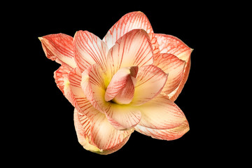 Fototapeta na wymiar Beautiful, pink, terry flower of Amaryllis cut out on black background
