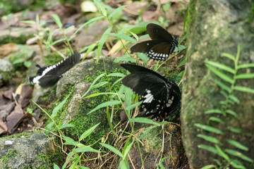 Black and White Helen butterfly color from Thailand