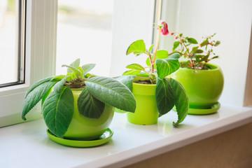 plants in green pots on the windowsill