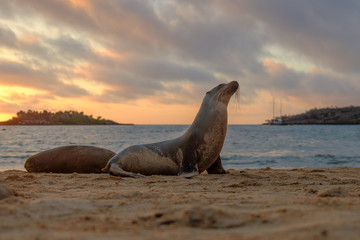 Sea lion on Barrington Bay, Santa Fe Island at sunrise with The Samba in the background