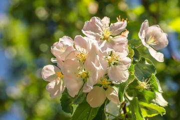 In spring, beautiful pink flowers bloomed on the apple tree.