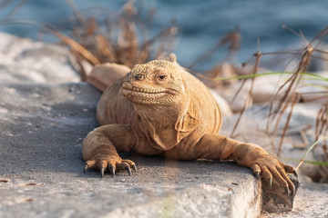 Barrington land iguana on Barrington Bay, Santa Fe Island in early morning light