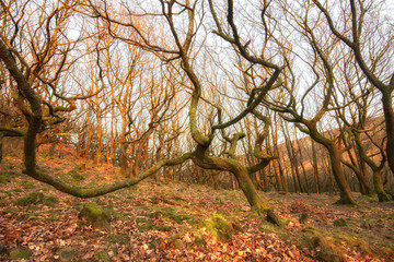Old bare tree with crooked branches and mossy stones near Stalybridge, Greater Manchester, UK.
