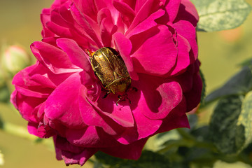  cockchafer on red rose petals