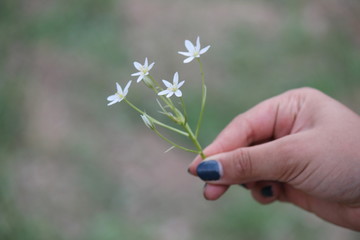 Fototapeta na wymiar young plant in hand