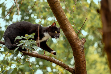 black cat hunts birds on the tree